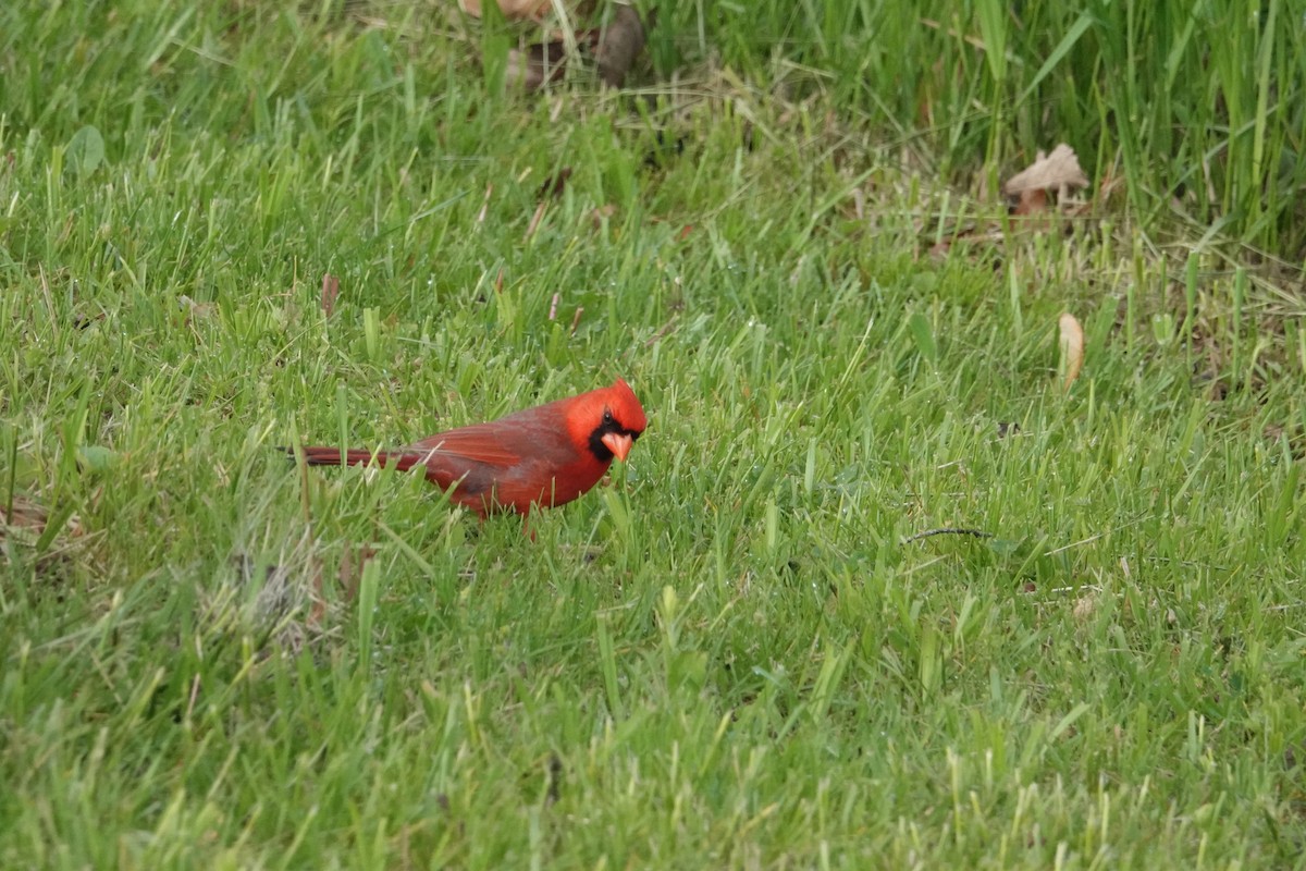 Красный кардинал [группа cardinalis] - ML619087946