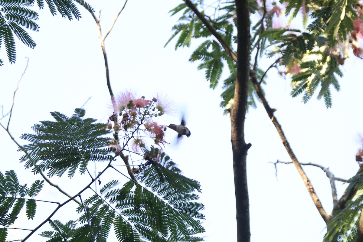 Yakut Boğazlı Kolibri - ML619087969