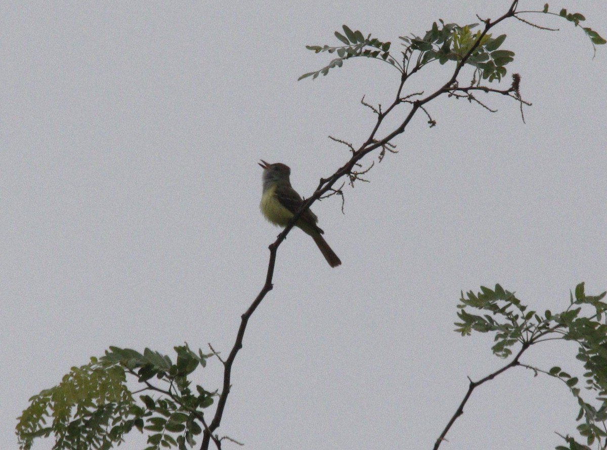 Great Crested Flycatcher - ML619087985