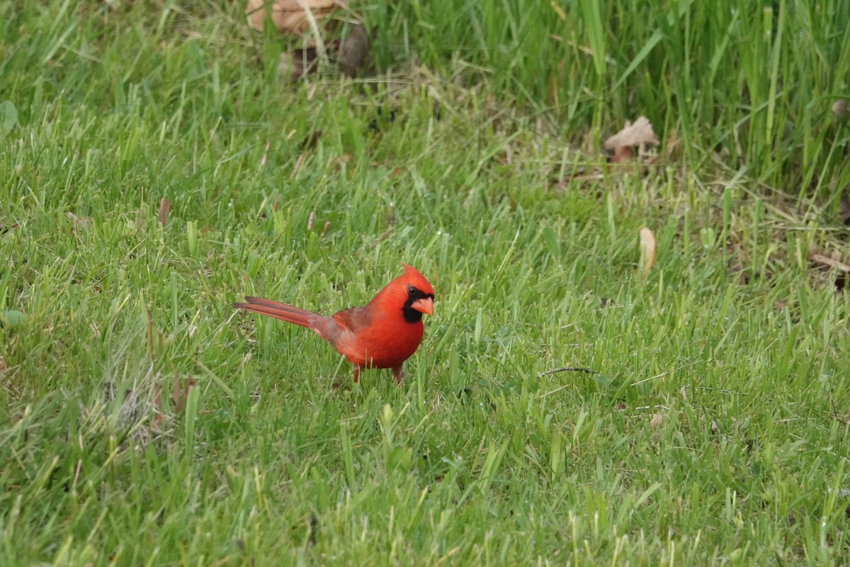 Красный кардинал [группа cardinalis] - ML619087990