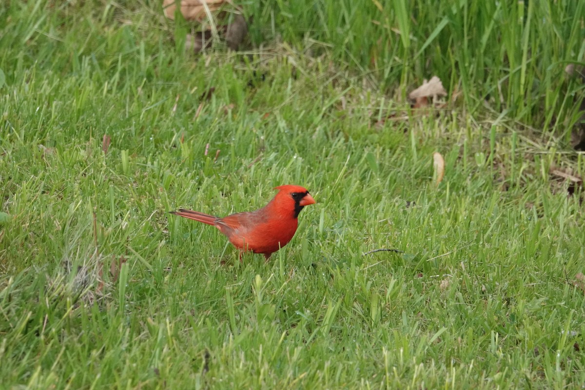 Красный кардинал [группа cardinalis] - ML619087991