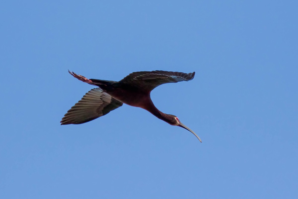 ibis americký - ML619088065