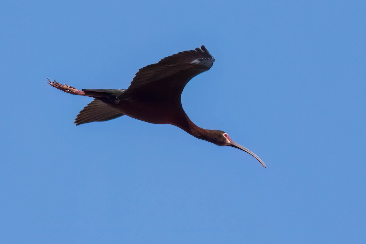 ibis americký - ML619088067