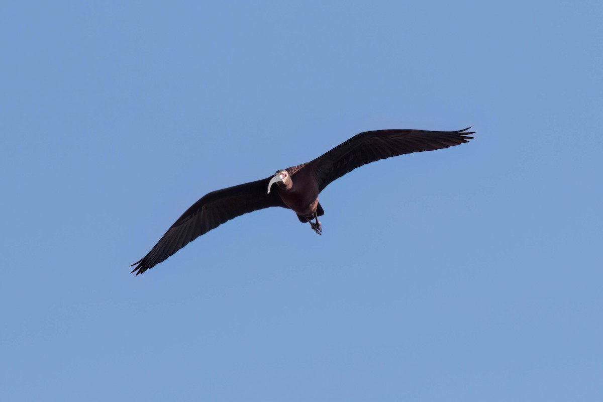 ibis americký - ML619088069
