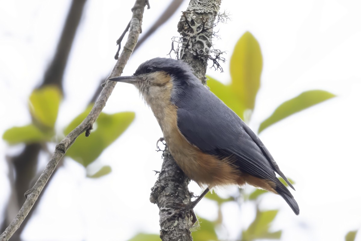 White-tailed Nuthatch - ML619088078