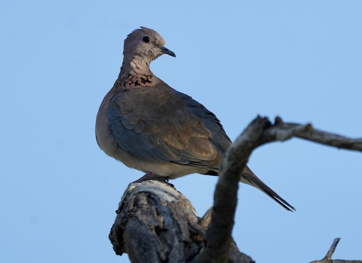 Laughing Dove - ML619088093