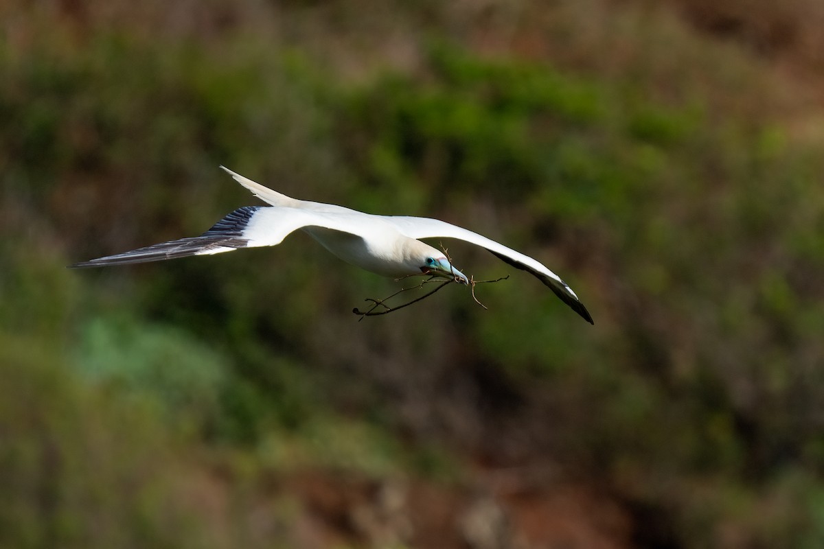 Red-footed Booby - ML619088111