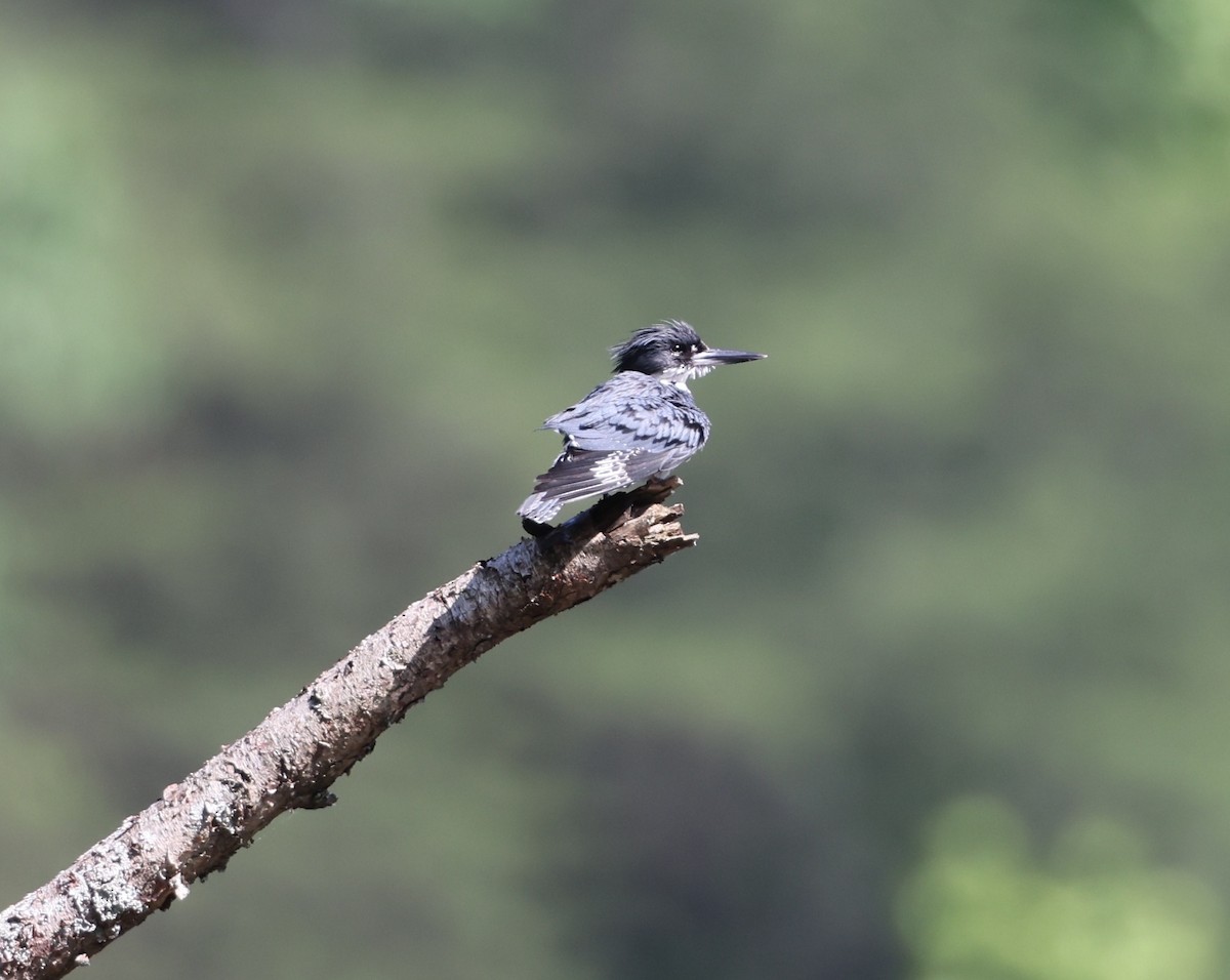 Belted Kingfisher - Rusty Trump