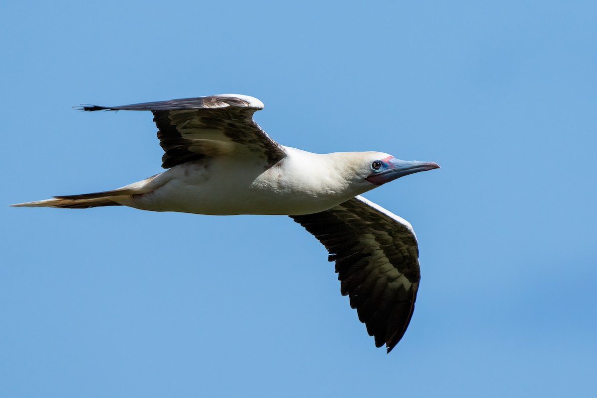 Red-footed Booby - ML619088116