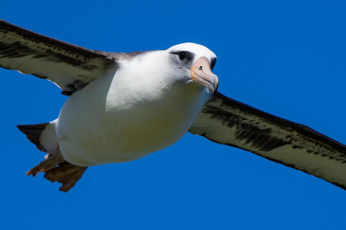 Albatros de Laysan - ML619088179