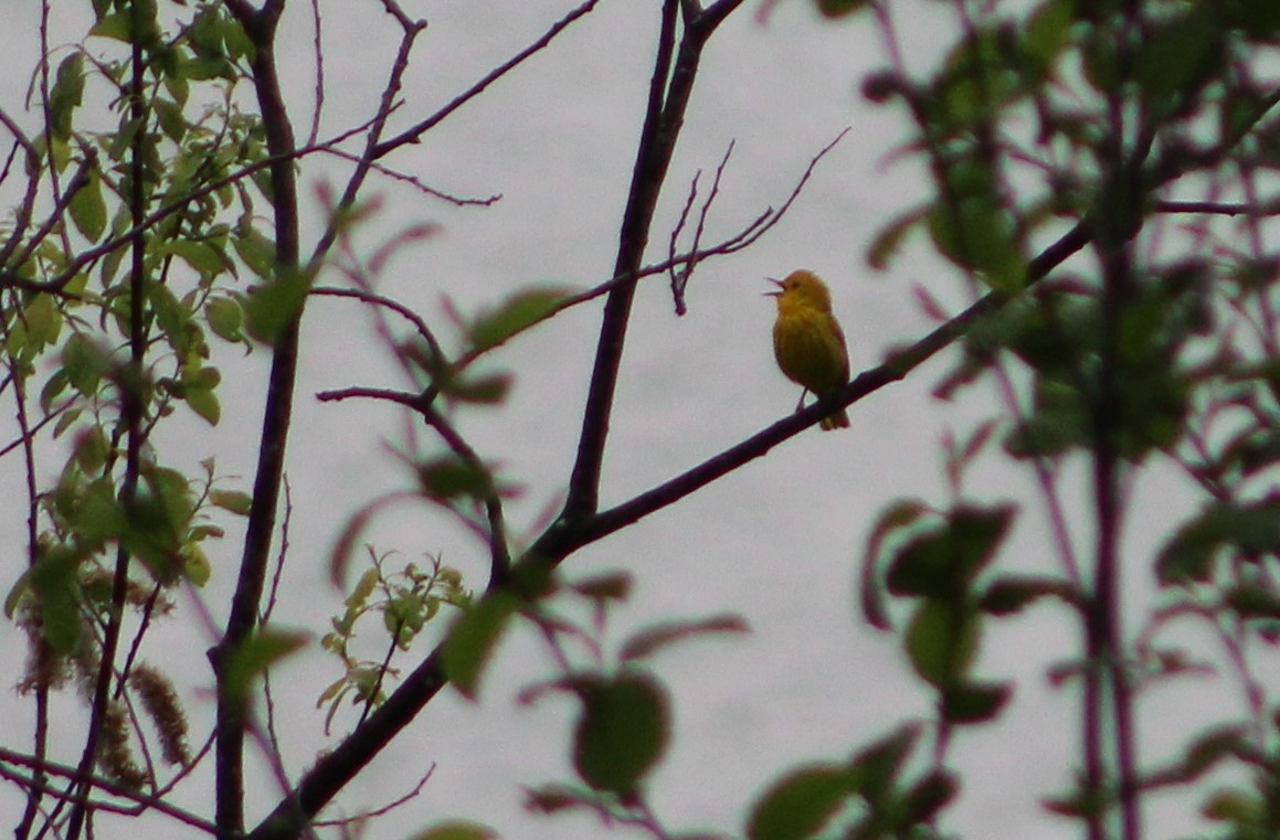 Yellow Warbler - ML619088210
