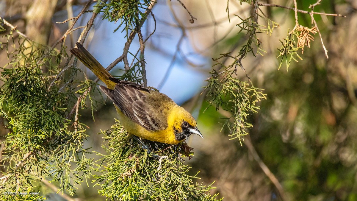 Orchard Oriole - ML619088257