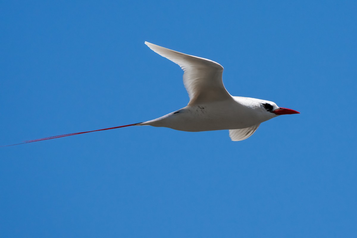 Red-tailed Tropicbird - ML619088278