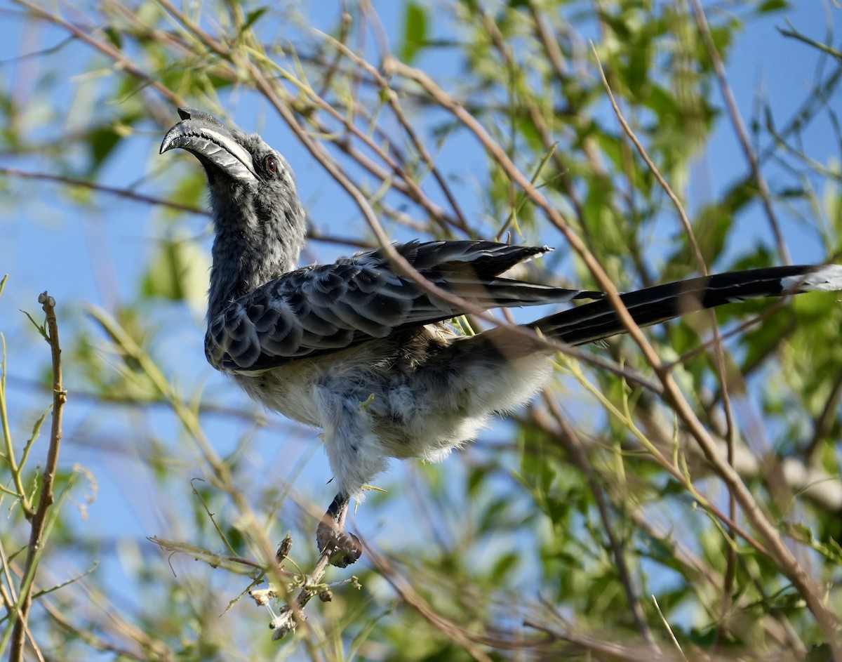 African Gray Hornbill - ML619088281