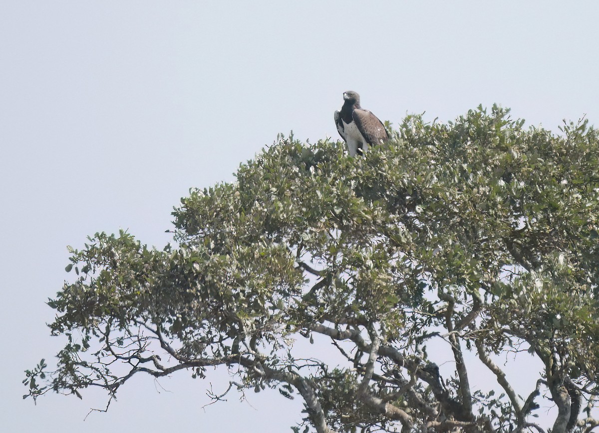 Martial Eagle - Steve Young