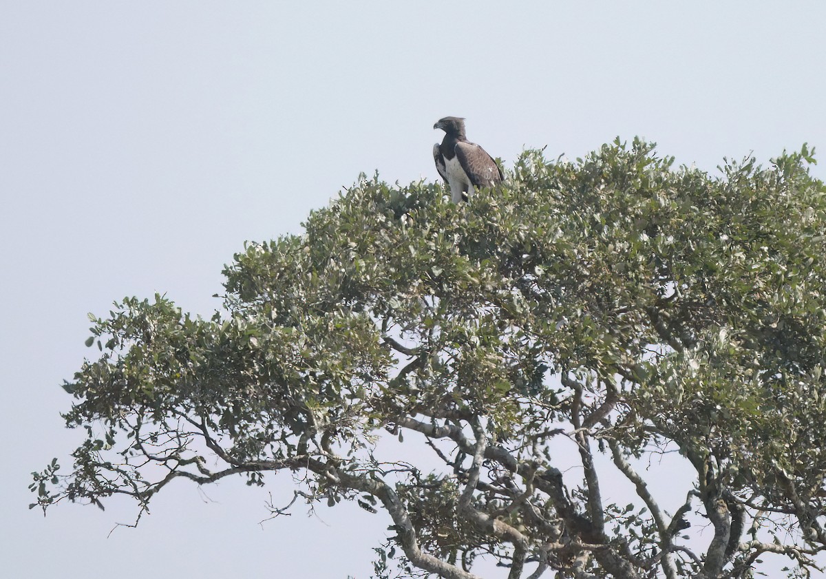Martial Eagle - Steve Young