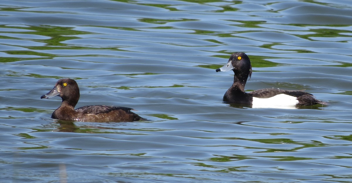 Tufted Duck - ML619088296