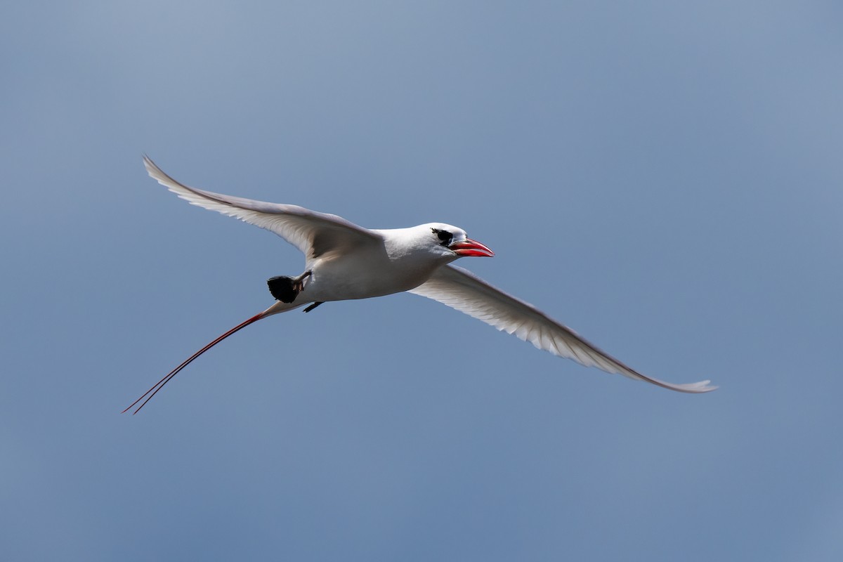 Red-tailed Tropicbird - ML619088308