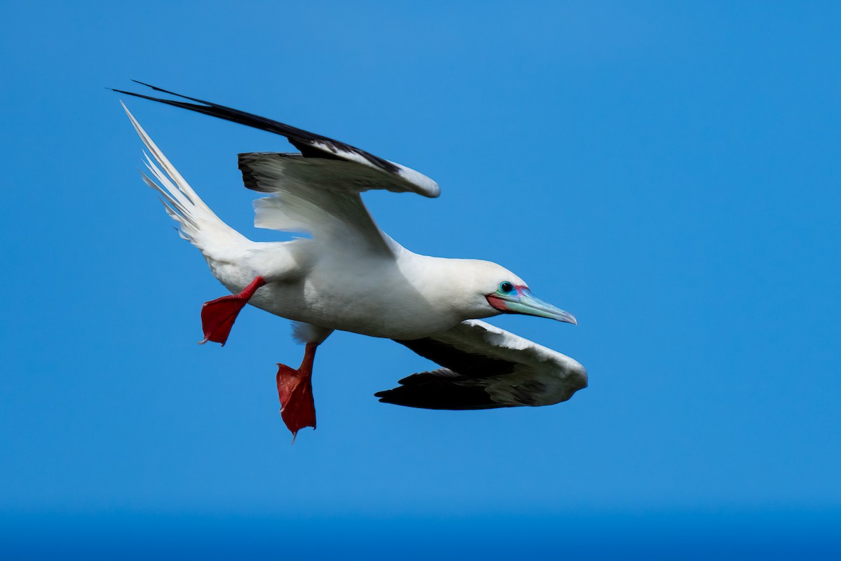 Red-footed Booby - ML619088403