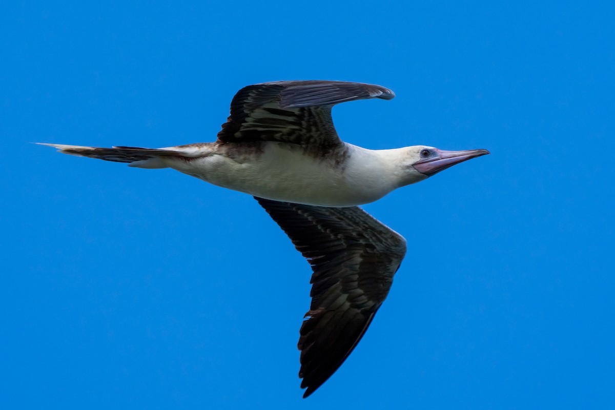 Red-footed Booby - ML619088423