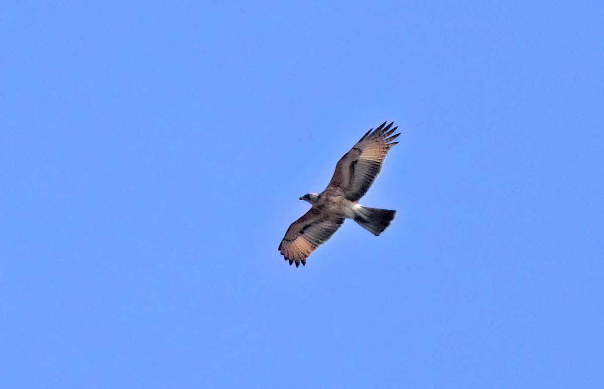 African Hawk-Eagle - ML619088424