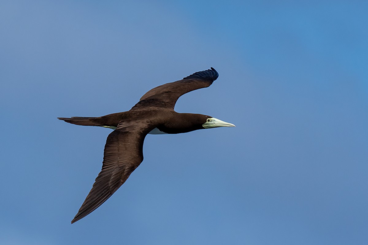 Brown Booby - ML619088473