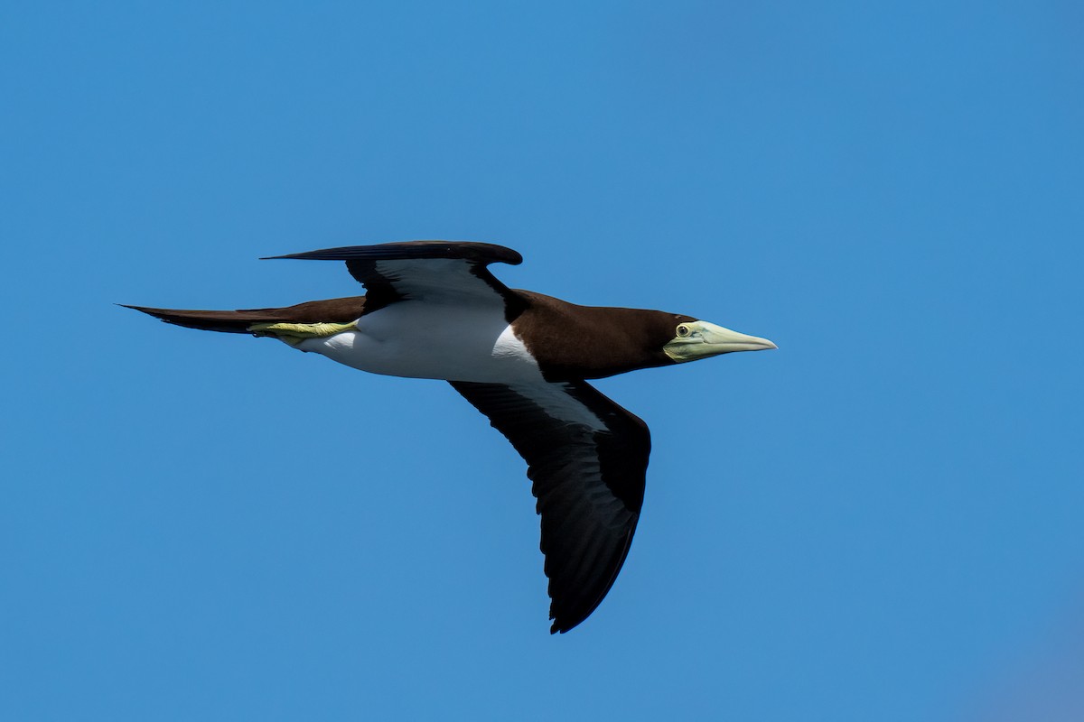 Brown Booby - ML619088477