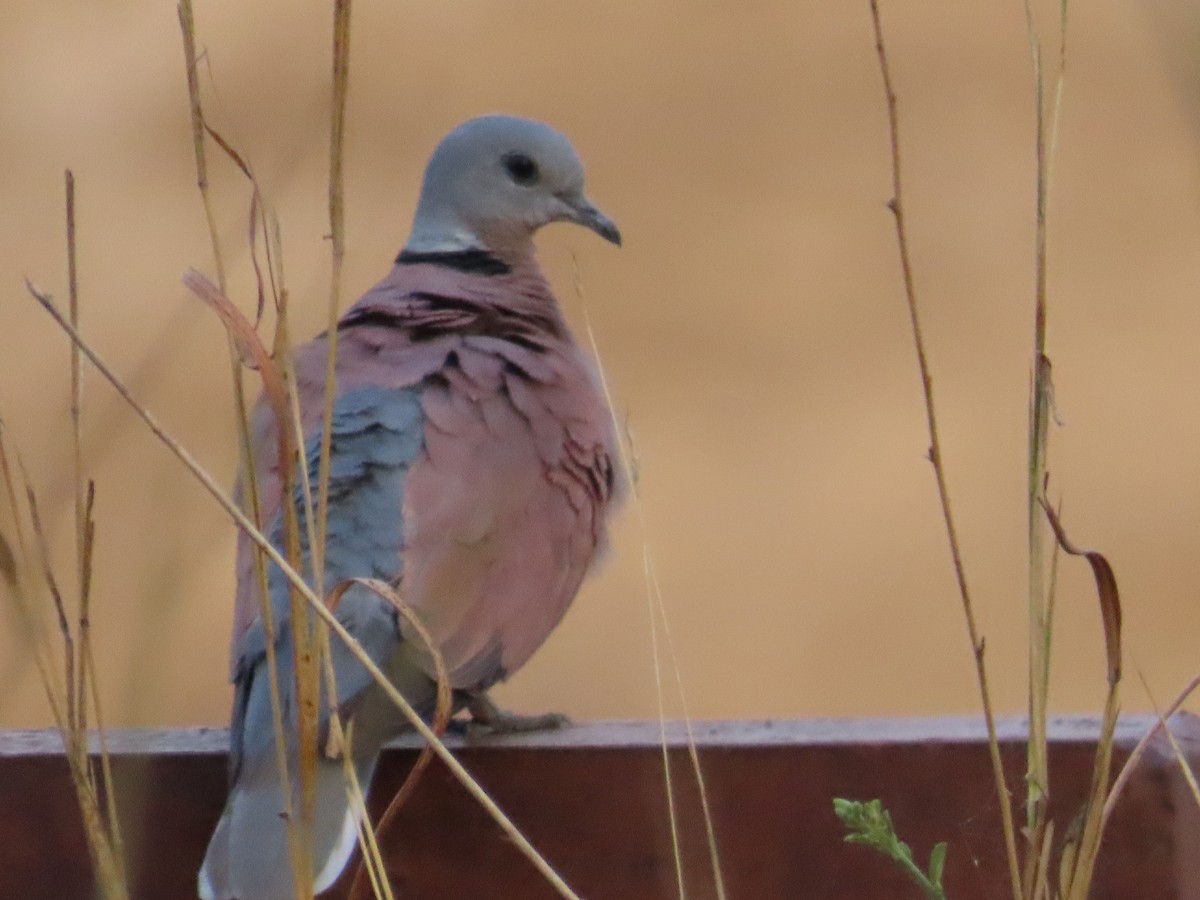 Red Collared-Dove - ML619088480