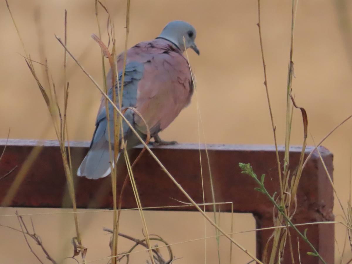 Red Collared-Dove - ML619088481