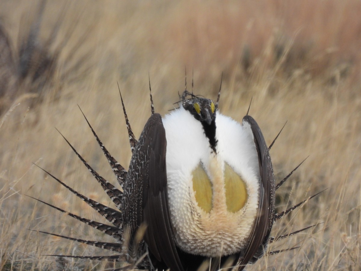 Greater Sage-Grouse - ML619088494
