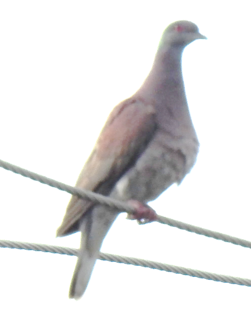 Pale-vented Pigeon - ML619088512