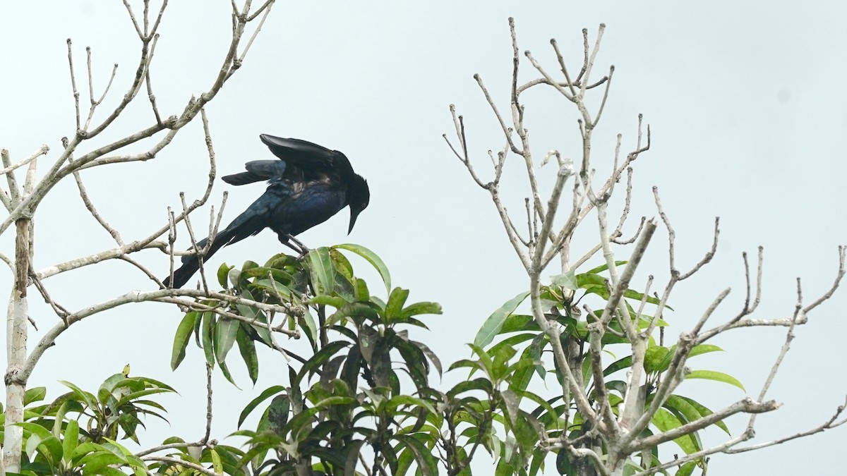 Great-tailed Grackle - ML619088516