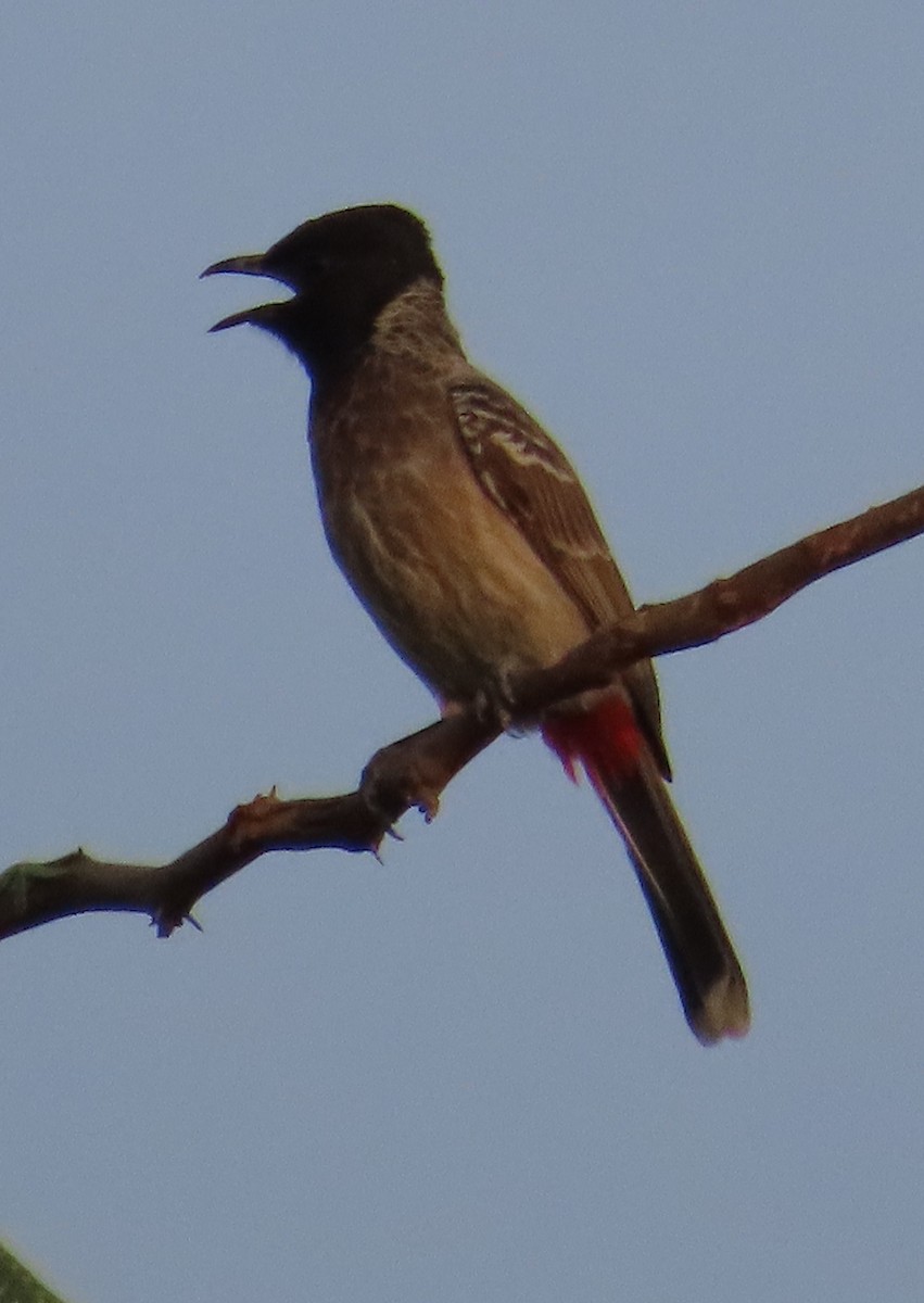 Red-vented Bulbul - ML619088552