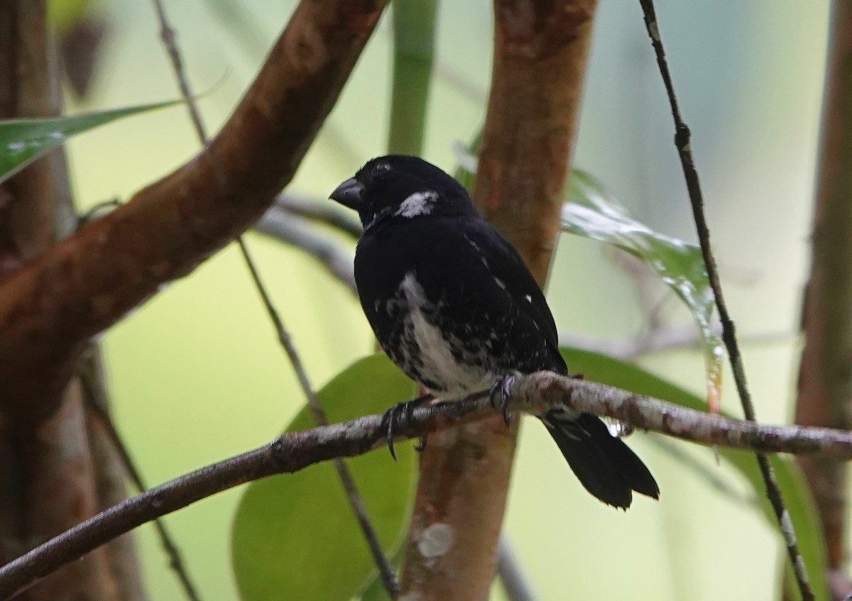 Variable Seedeater - ML619088591