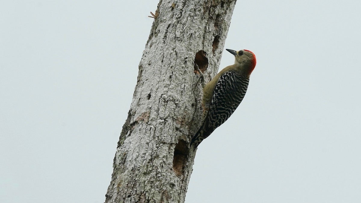 Red-crowned Woodpecker - ML619088608
