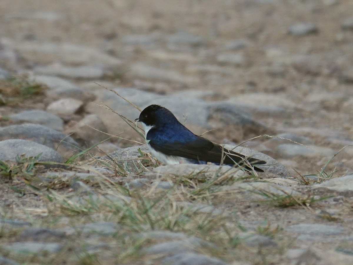 Blue-and-white Swallow - ML619088619