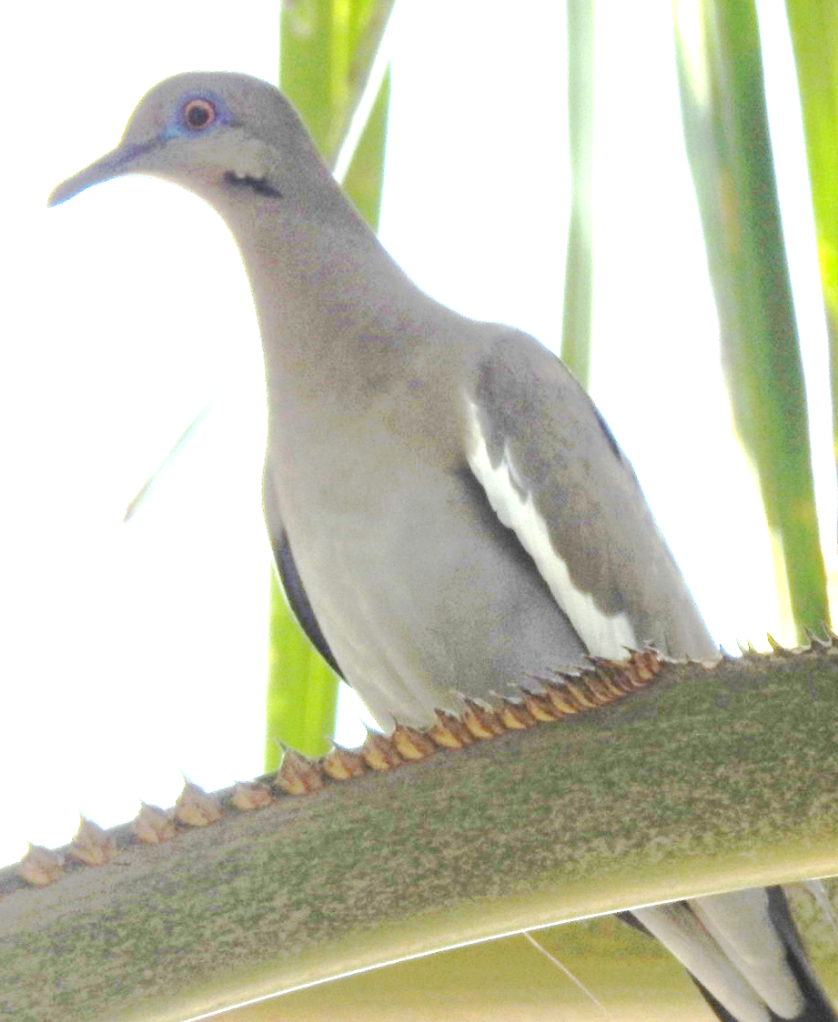 White-winged Dove - ML619088719