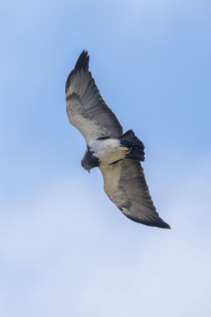 Black-chested Buzzard-Eagle - ML619088724