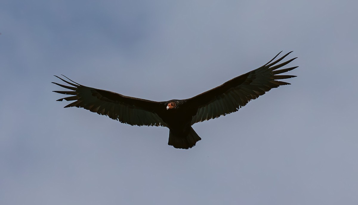 Turkey Vulture - ML619088752