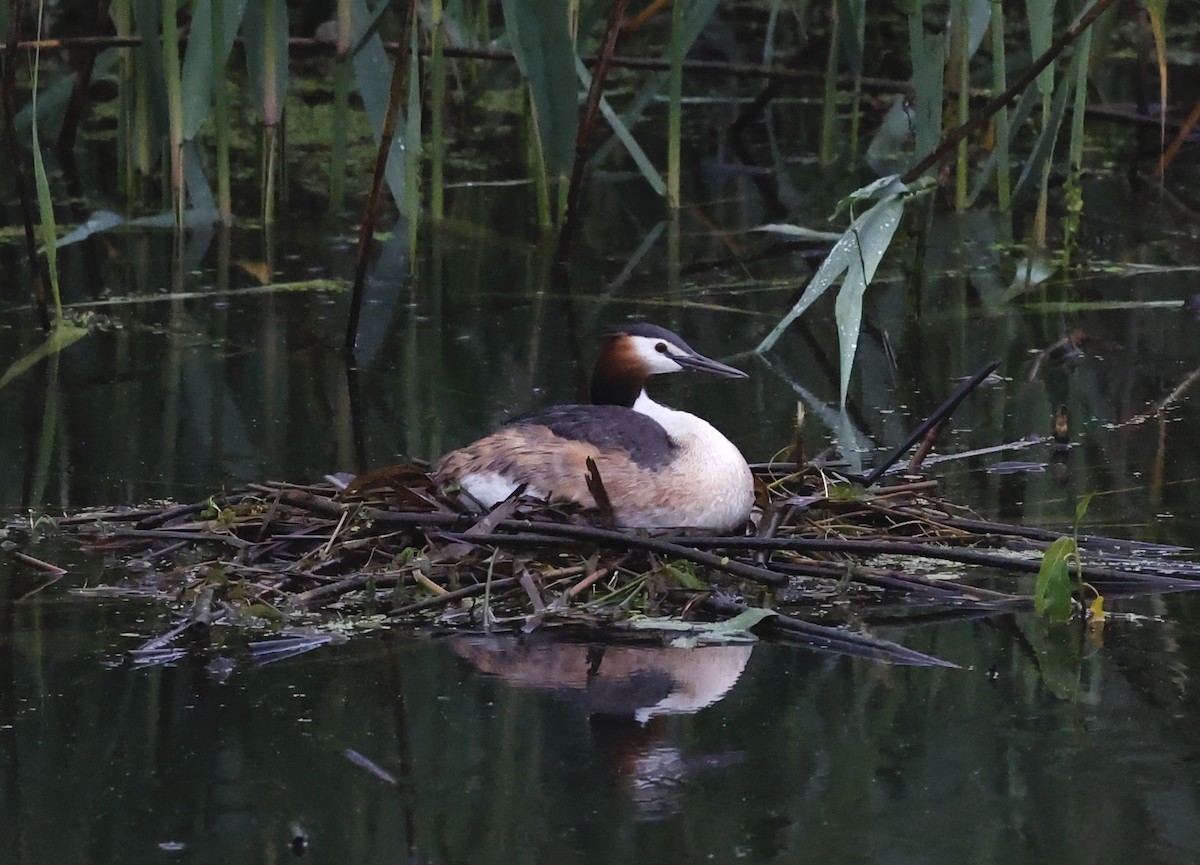 Great Crested Grebe - ML619088802