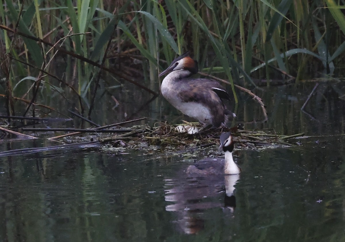 Great Crested Grebe - ML619088803