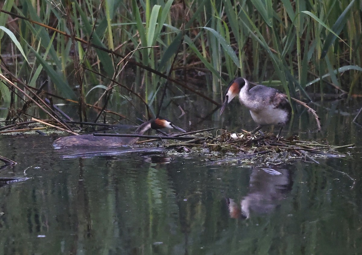 Great Crested Grebe - ML619088804