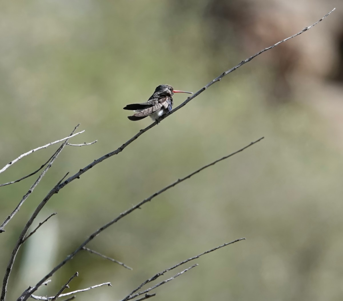 kolibřík širokozobý - ML619088824
