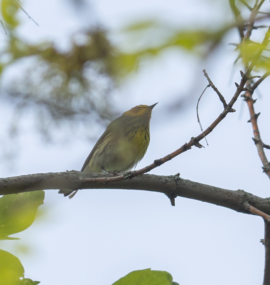 Cape May Warbler - ML619088844