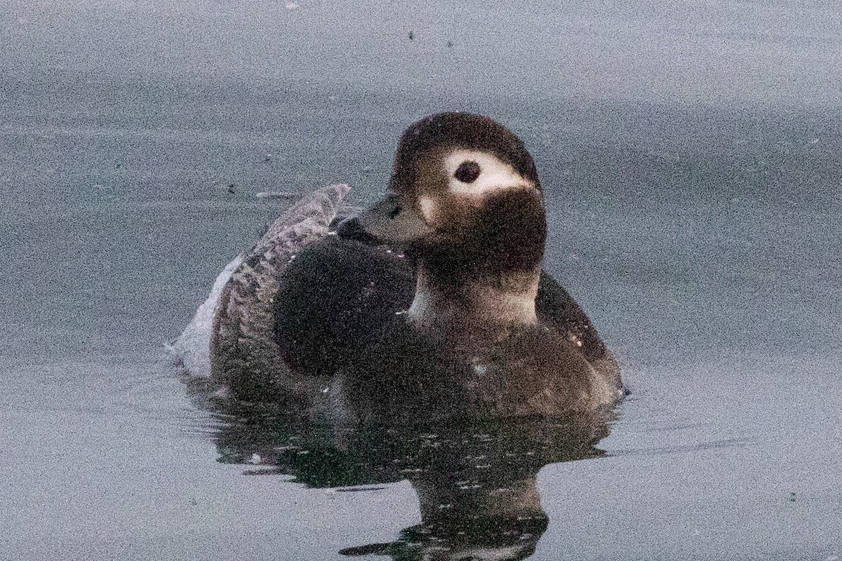 Long-tailed Duck - ML619088888