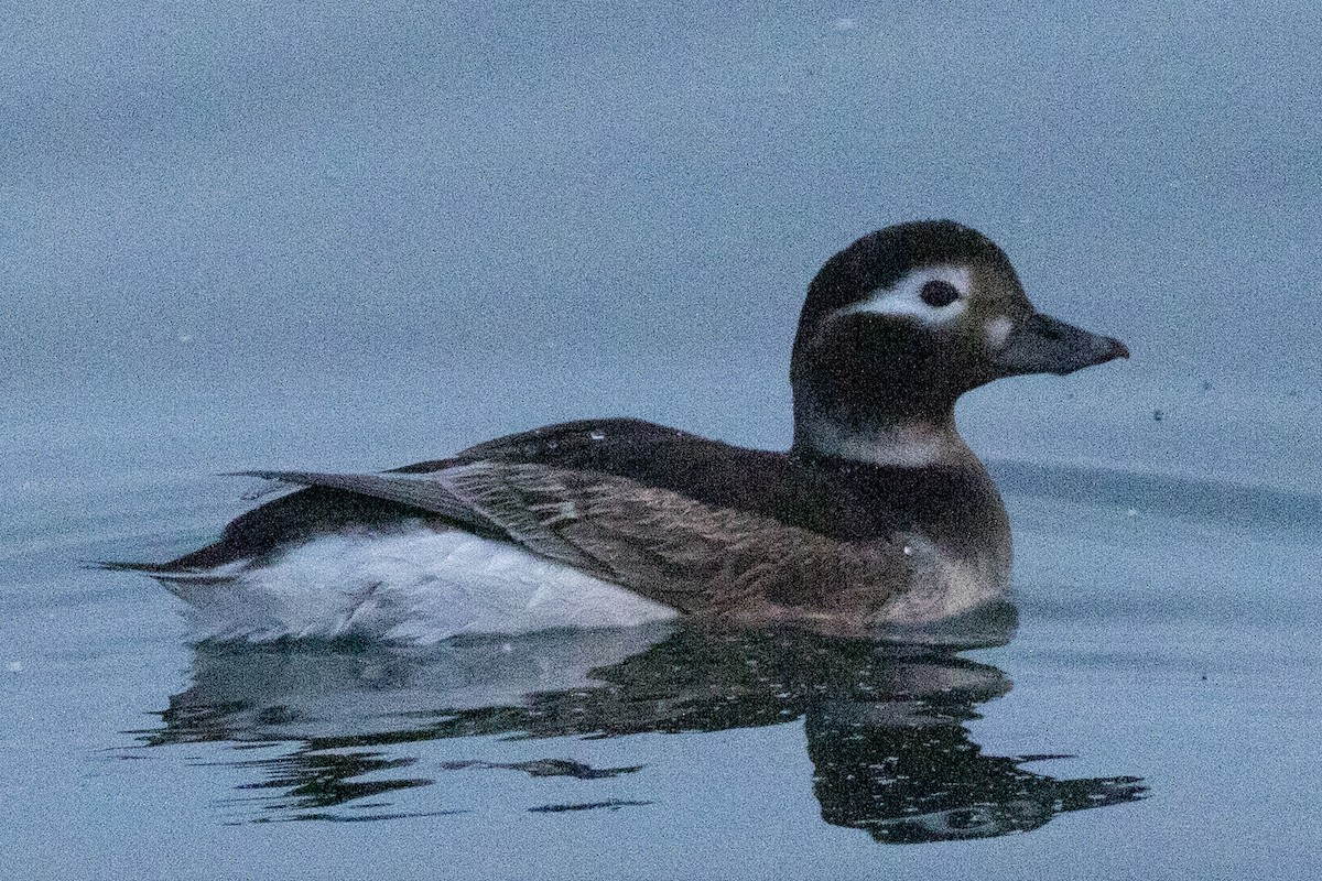 Long-tailed Duck - ML619088889