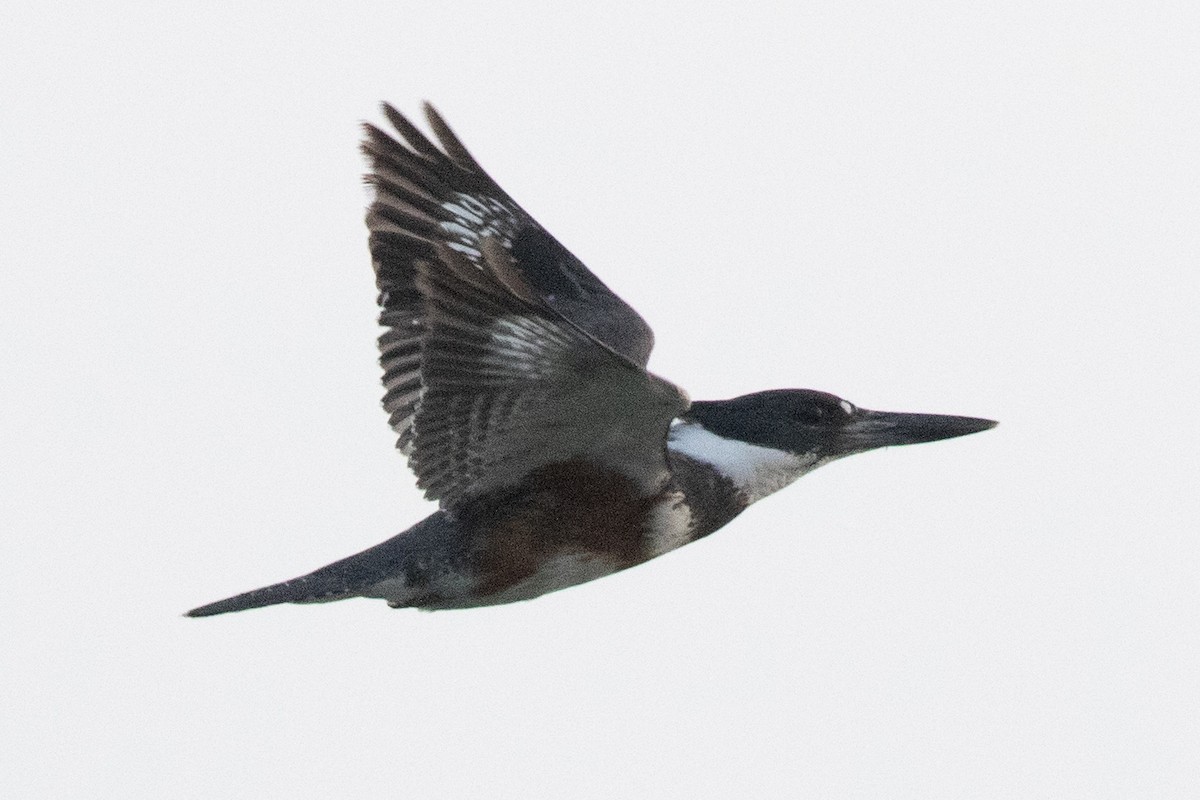 Belted Kingfisher - ML619088904