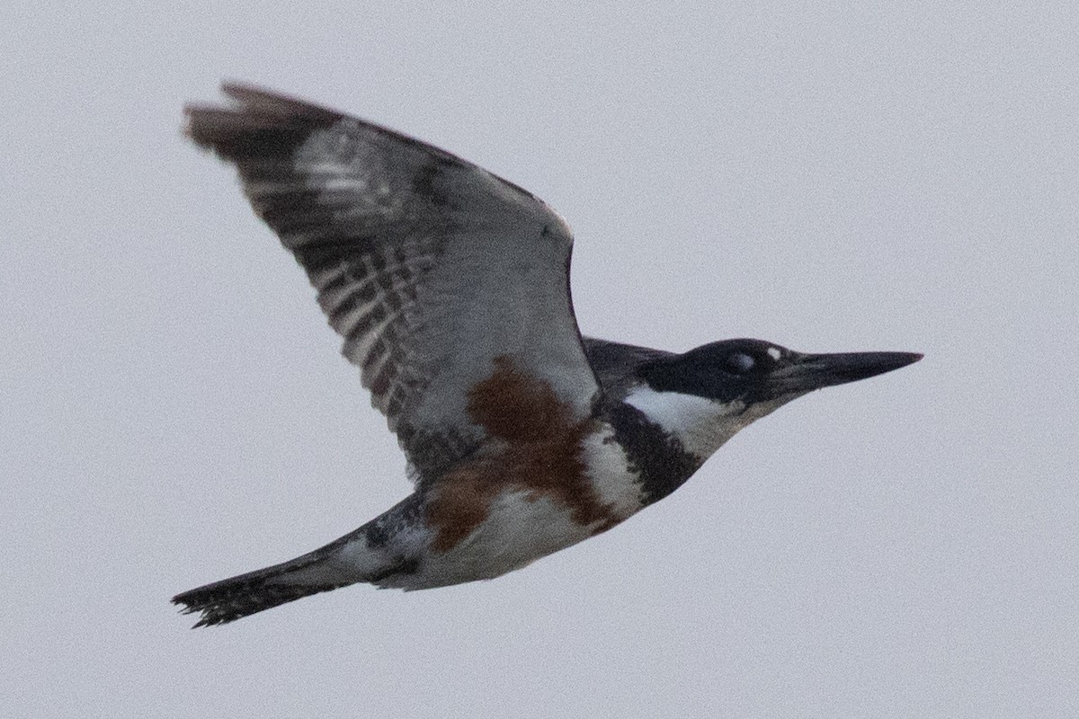 Belted Kingfisher - ML619088907