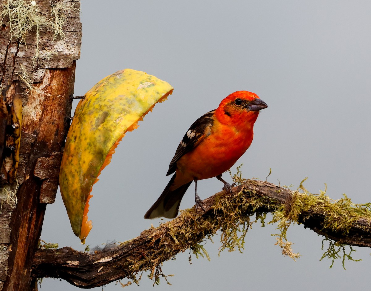 Flame-colored Tanager - ML619088915