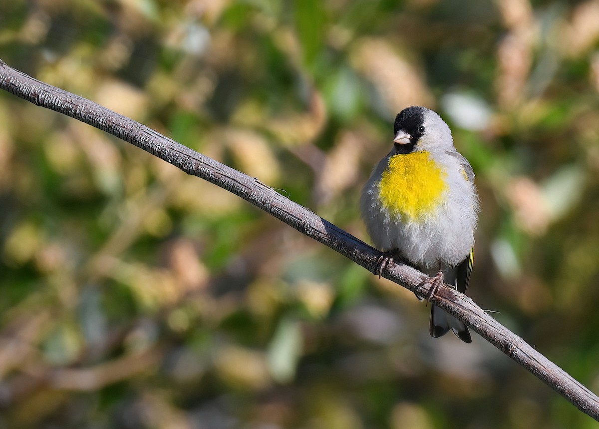 Lawrence's Goldfinch - ML619088927